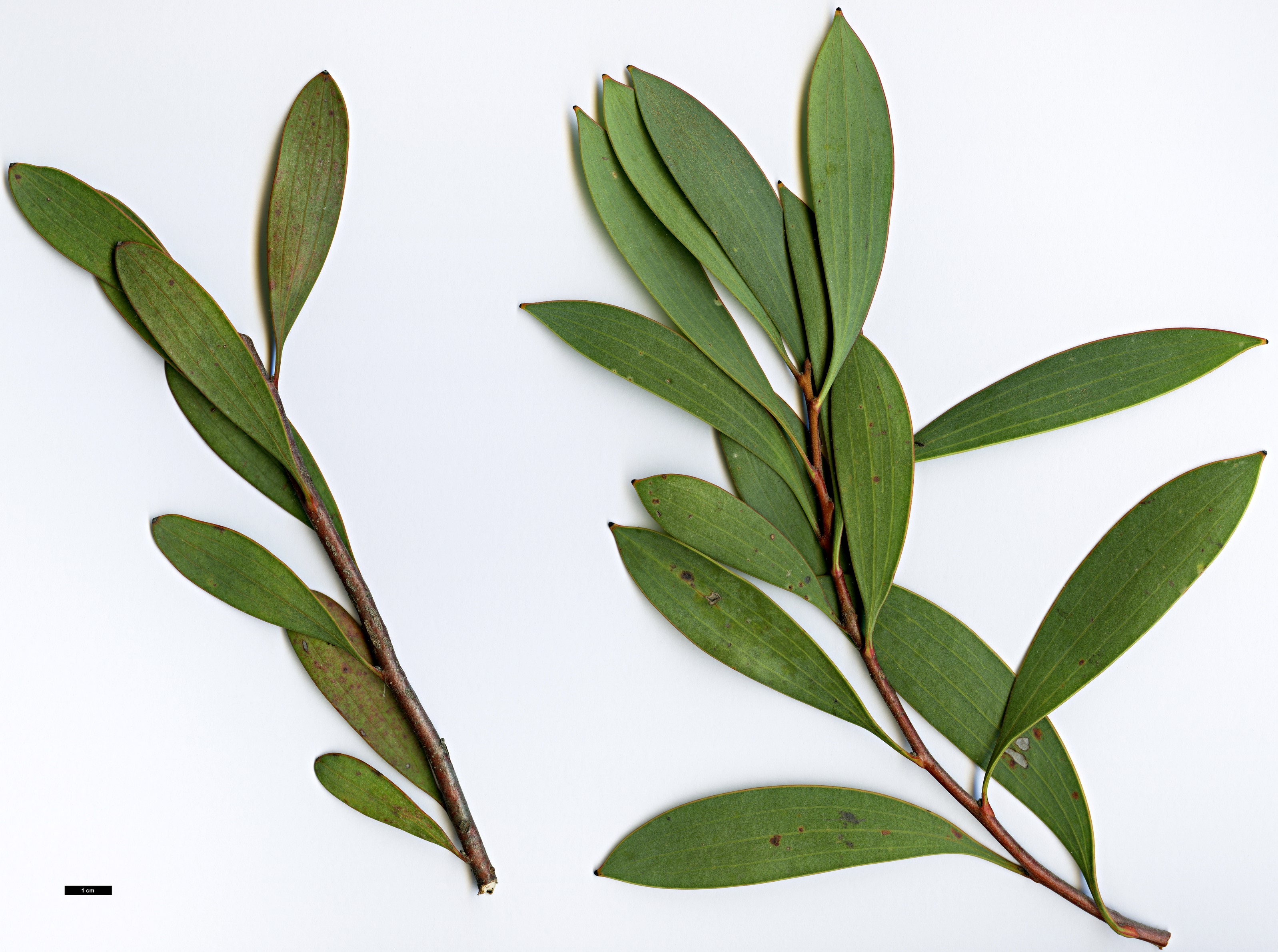 High resolution image: Family: Proteaceae - Genus: Hakea - Taxon: laurina