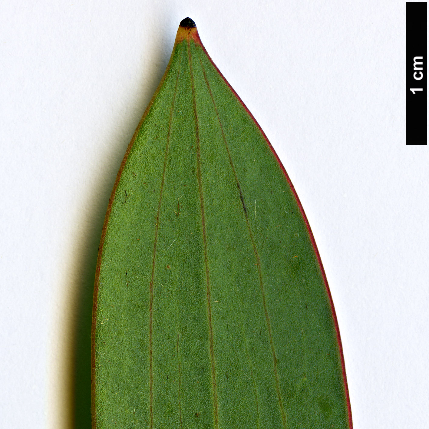 High resolution image: Family: Proteaceae - Genus: Hakea - Taxon: laurina