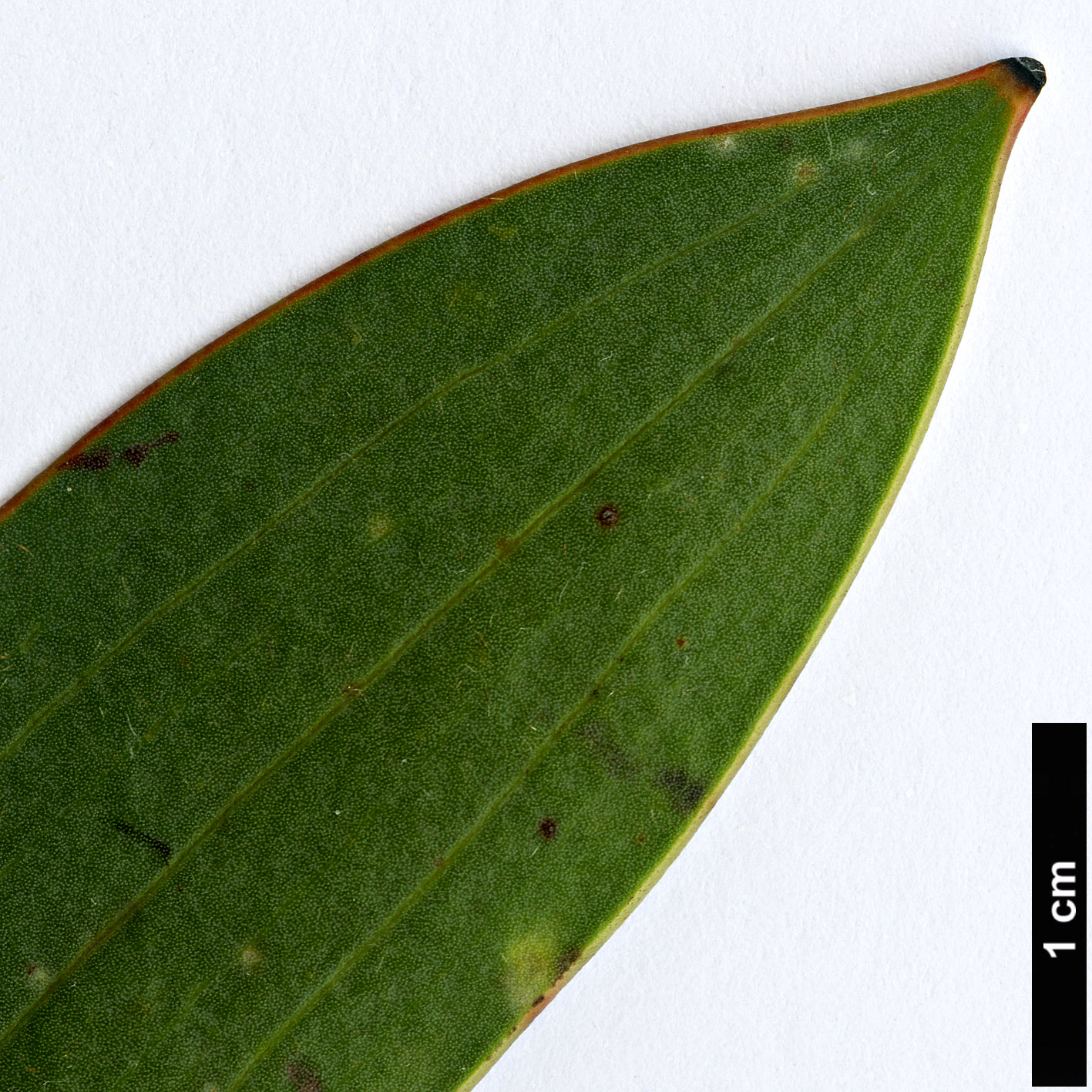High resolution image: Family: Proteaceae - Genus: Hakea - Taxon: laurina
