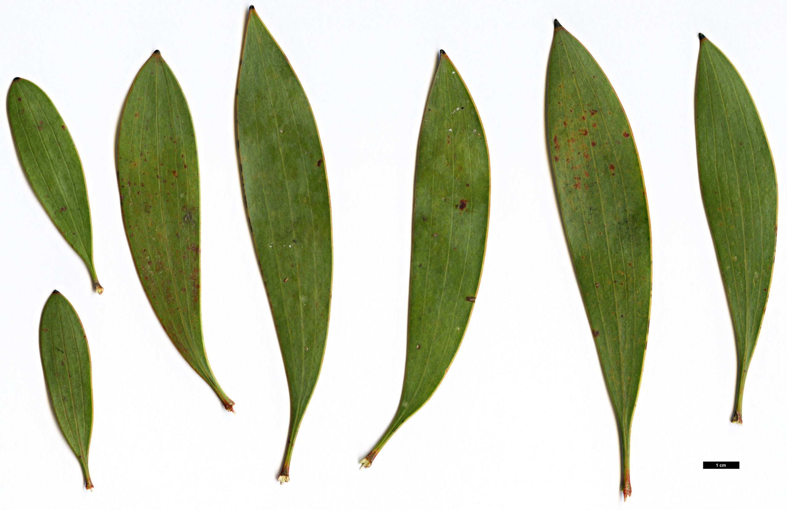 High resolution image: Family: Proteaceae - Genus: Hakea - Taxon: laurina