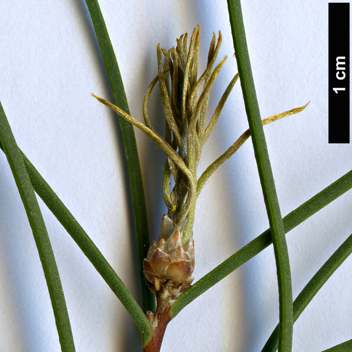 High resolution image: Family: Proteaceae - Genus: Hakea - Taxon: mitchellii