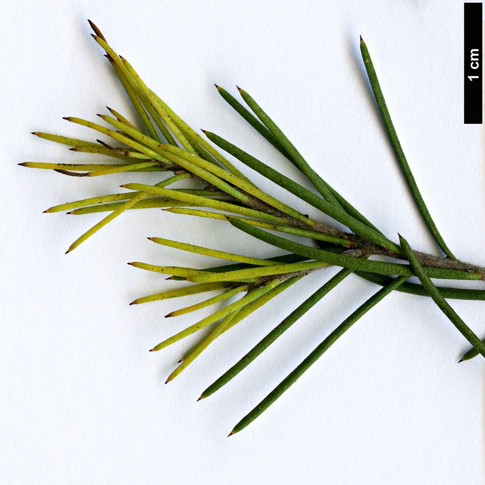 High resolution image: Family: Proteaceae - Genus: Hakea - Taxon: nodosa High resolution image: Family: Proteaceae - Genus: Hakea - Taxon: nodosa