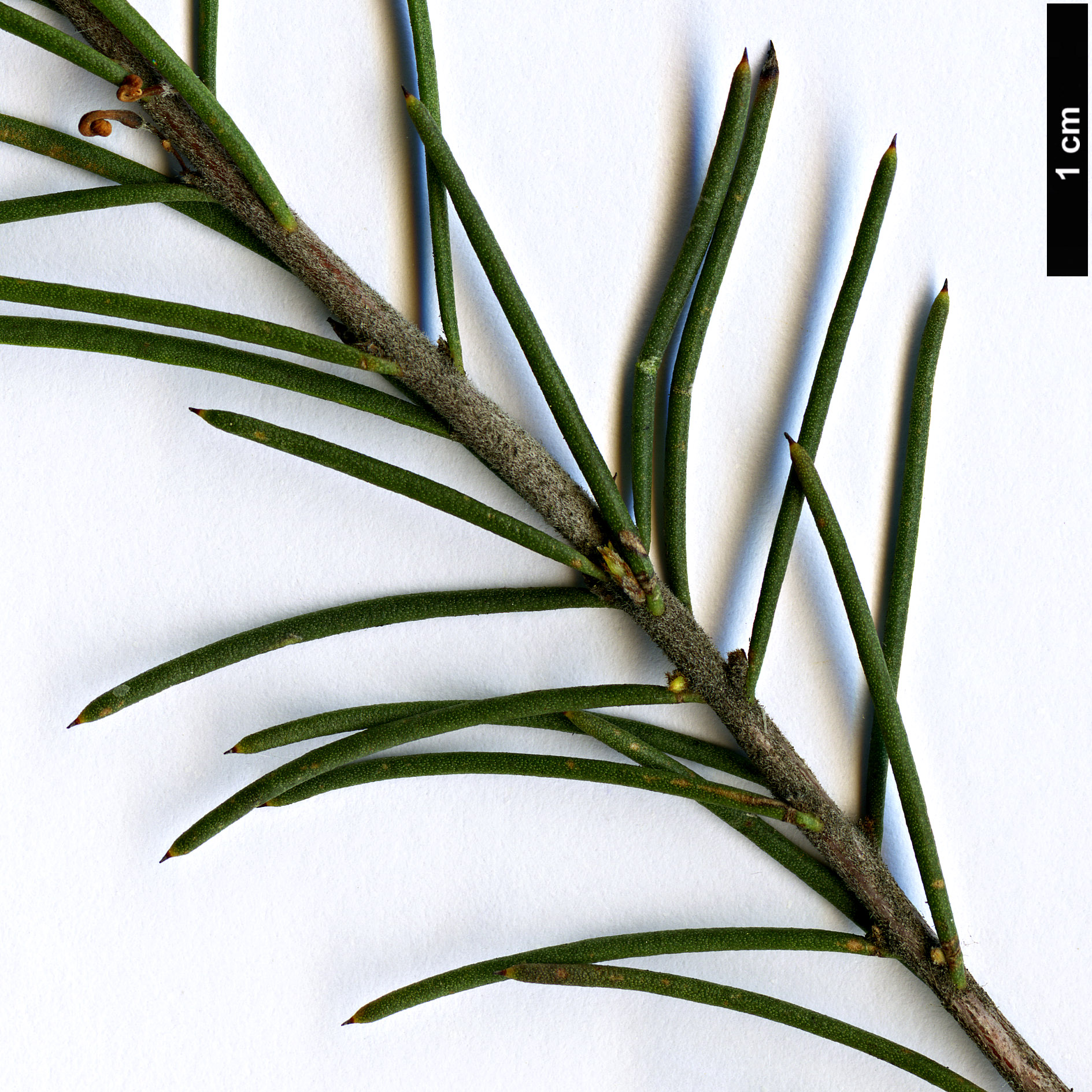 High resolution image: Family: Proteaceae - Genus: Hakea - Taxon: nodosa High resolution image: Family: Proteaceae - Genus: Hakea - Taxon: nodosa