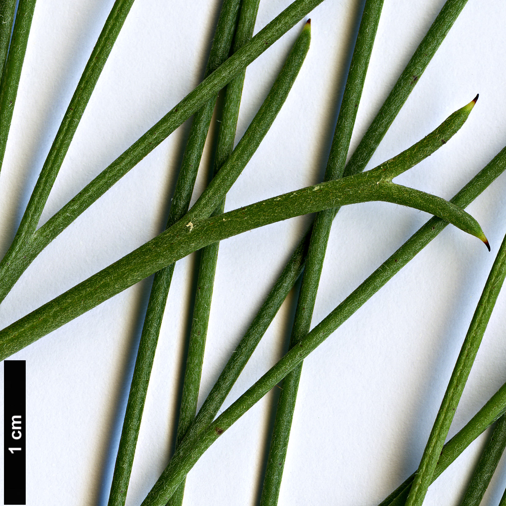 High resolution image: Family: Proteaceae - Genus: Hakea - Taxon: orthorrhyncha High resolution image: Family: Proteaceae - Genus: Hakea - Taxon: orthorrhyncha