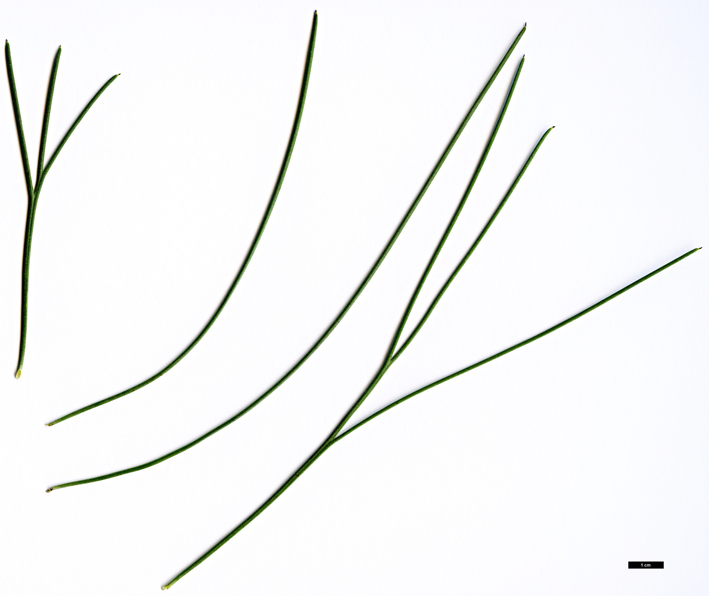 High resolution image: Family: Proteaceae - Genus: Hakea - Taxon: orthorrhyncha High resolution image: Family: Proteaceae - Genus: Hakea - Taxon: orthorrhyncha