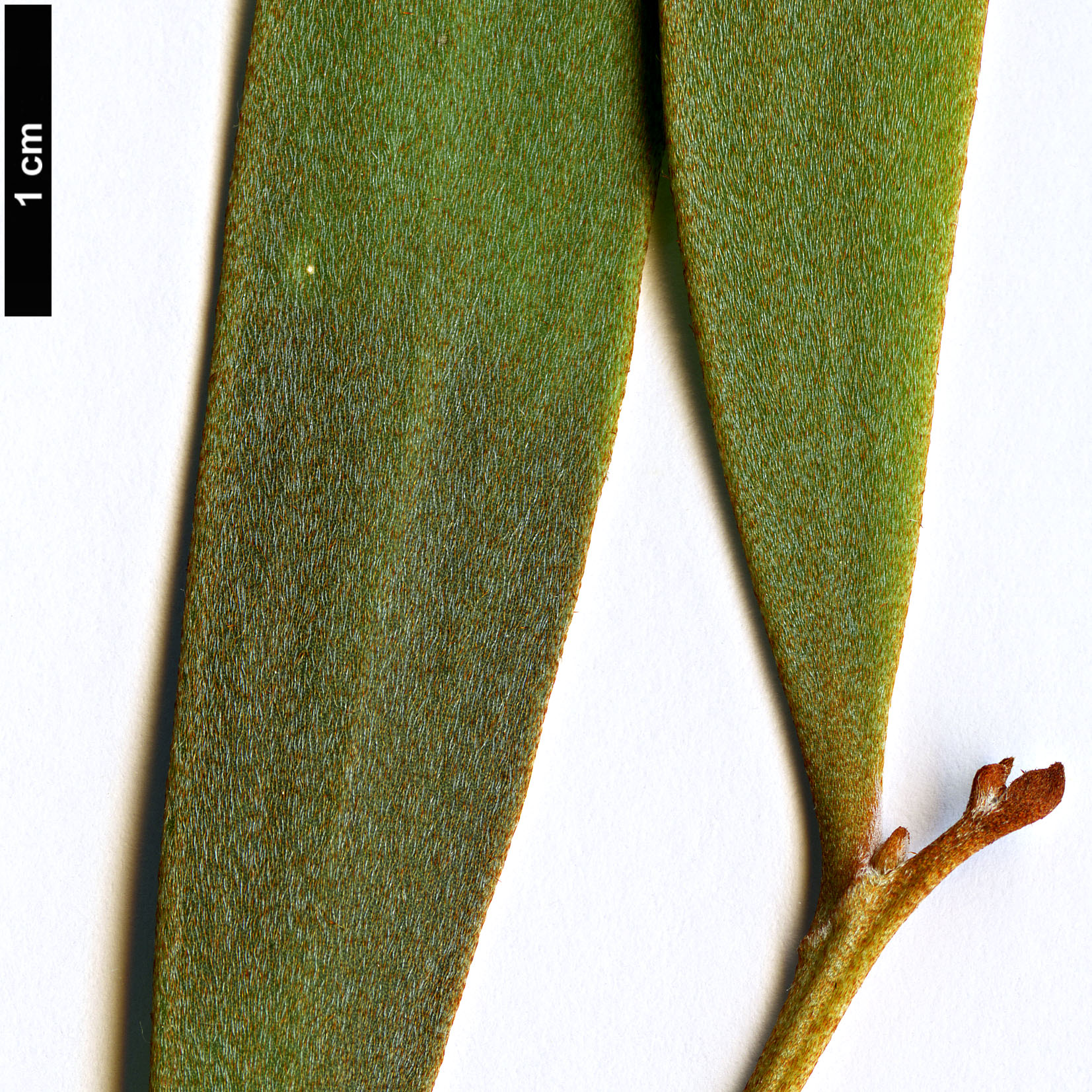 High resolution image: Family: Proteaceae - Genus: Hakea - Taxon: pandanicarpa