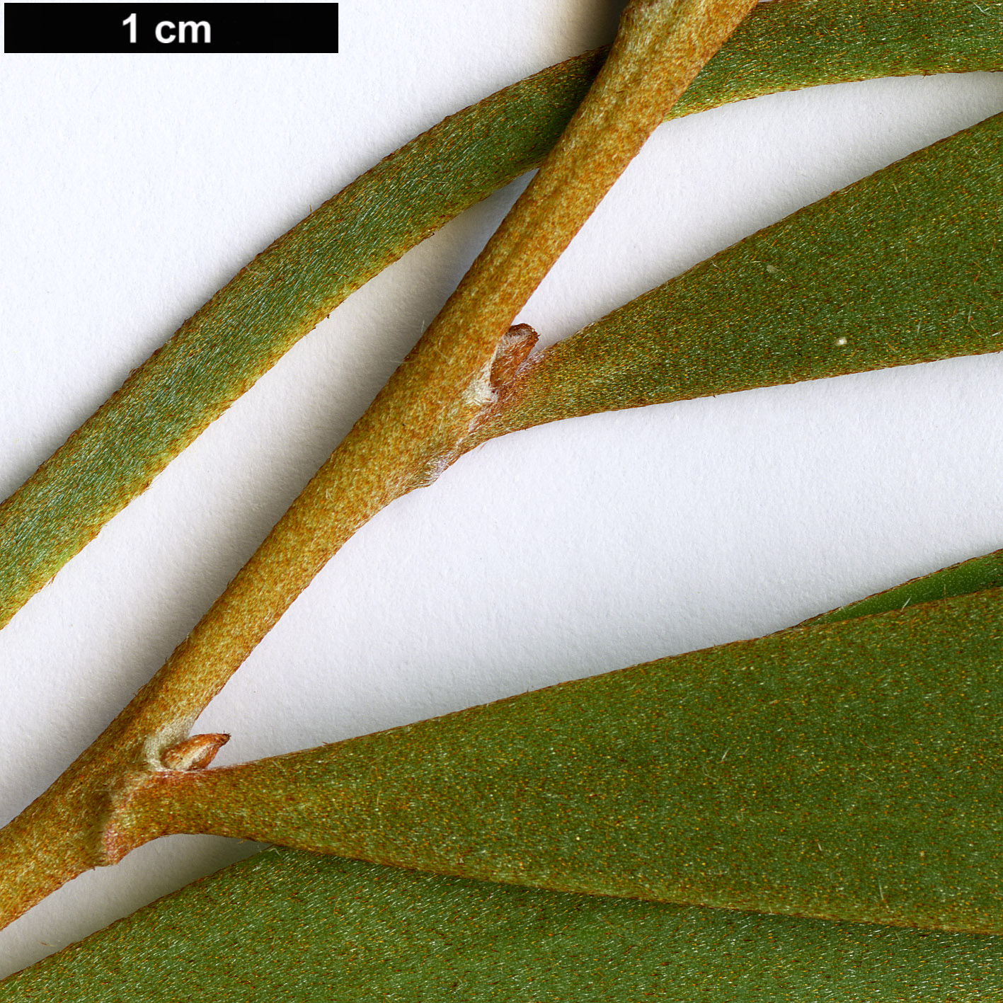 High resolution image: Family: Proteaceae - Genus: Hakea - Taxon: pandanicarpa