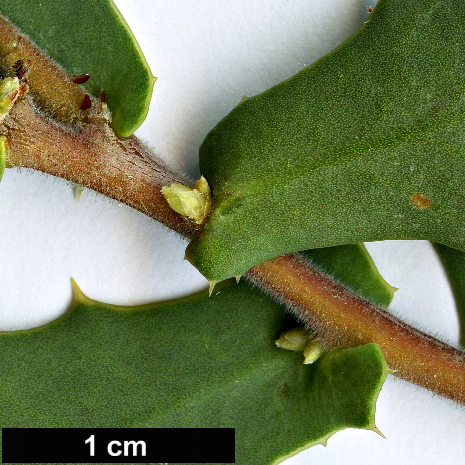 High resolution image: Family: Proteaceae - Genus: Hakea - Taxon: pritzelii