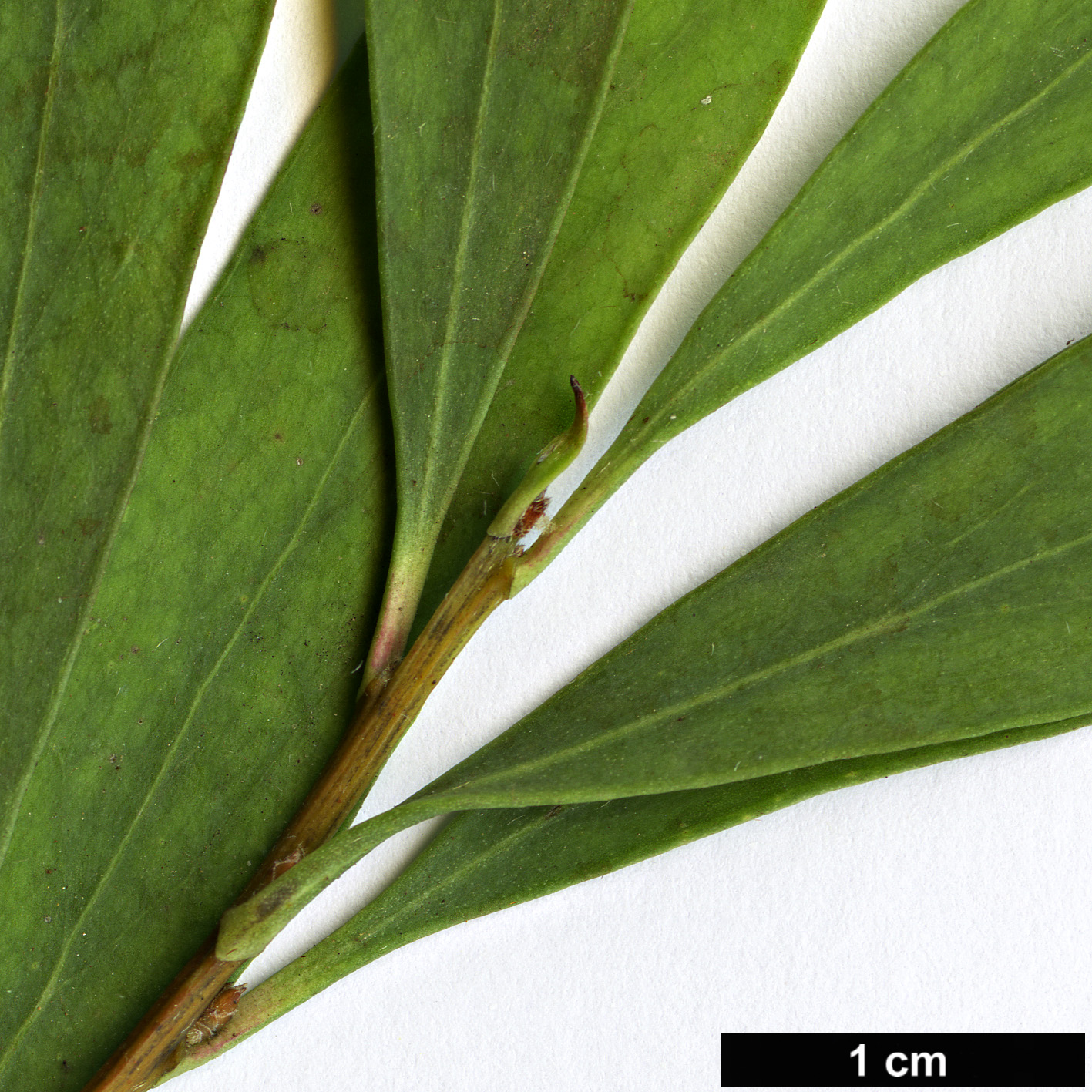 High resolution image: Family: Proteaceae - Genus: Hakea - Taxon: salicifolia