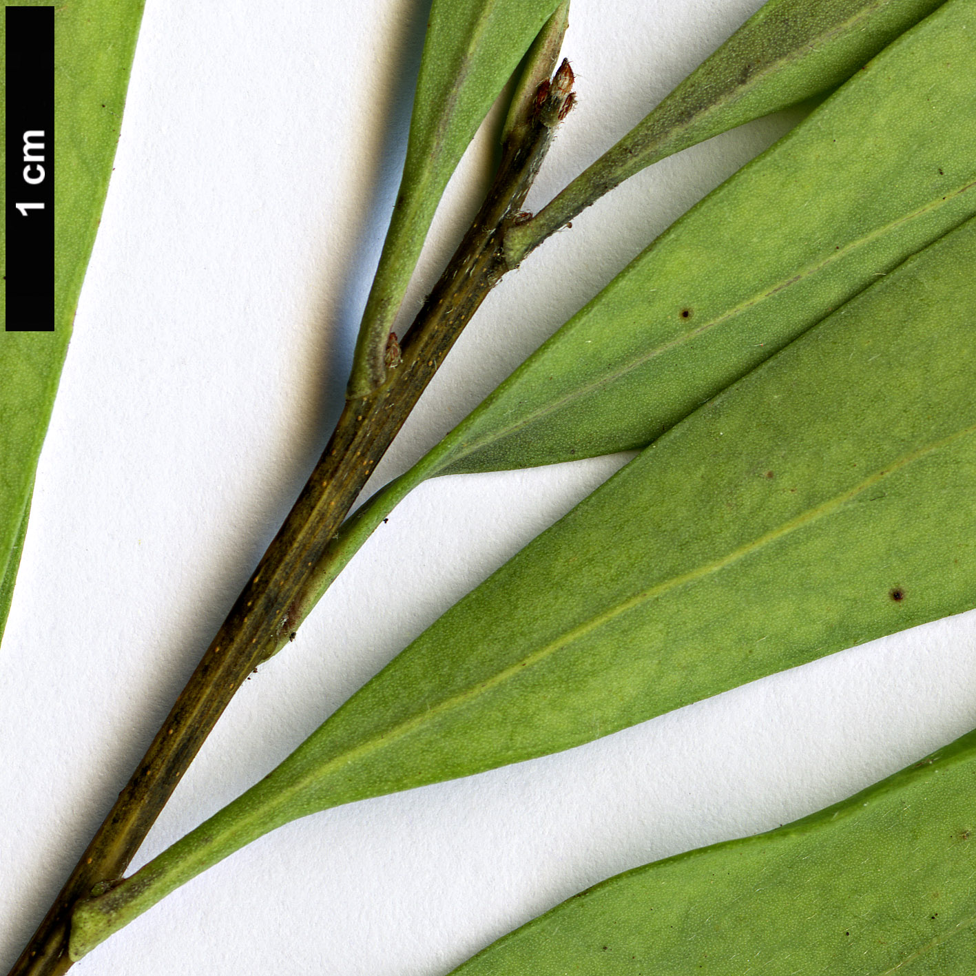 High resolution image: Family: Proteaceae - Genus: Hakea - Taxon: salicifolia