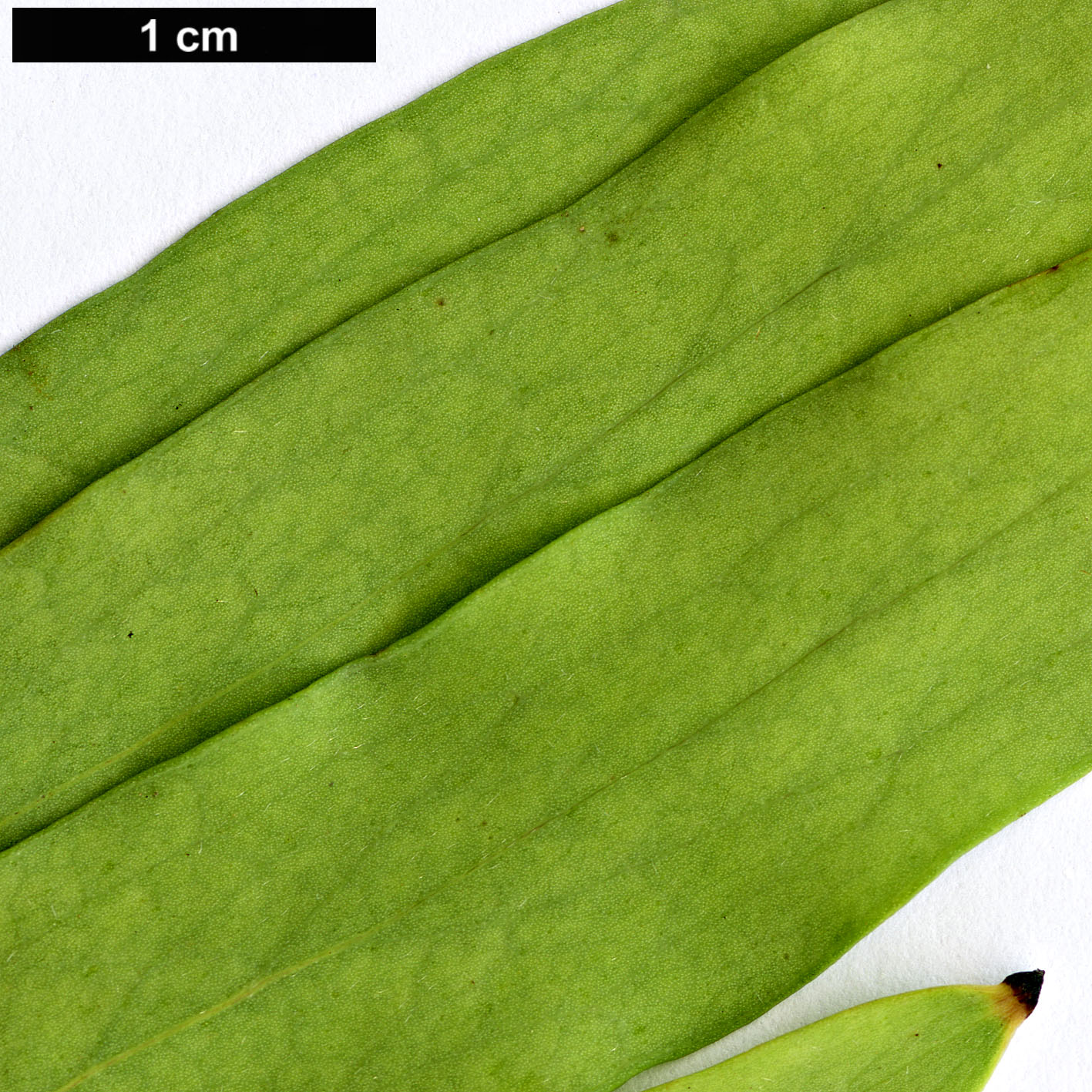 High resolution image: Family: Proteaceae - Genus: Hakea - Taxon: salicifolia