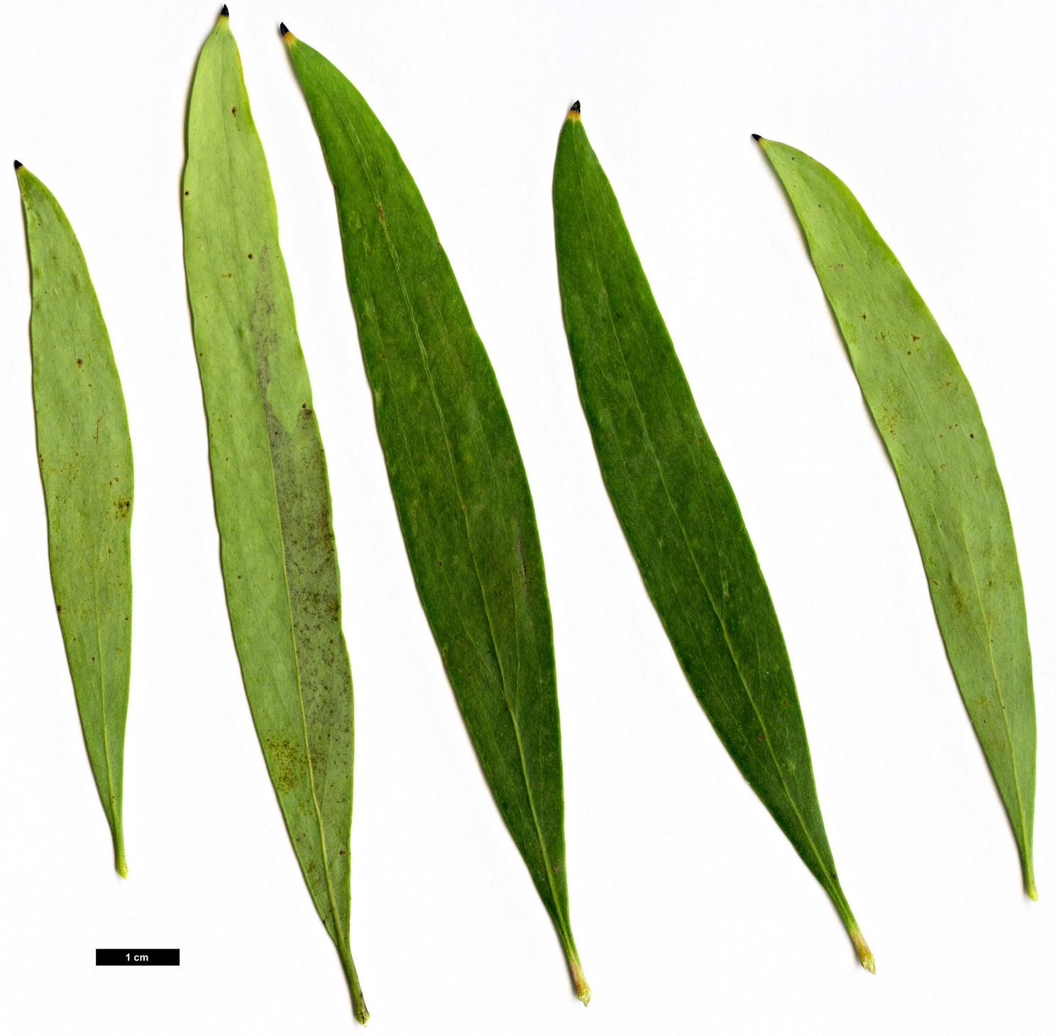 High resolution image: Family: Proteaceae - Genus: Hakea - Taxon: salicifolia
