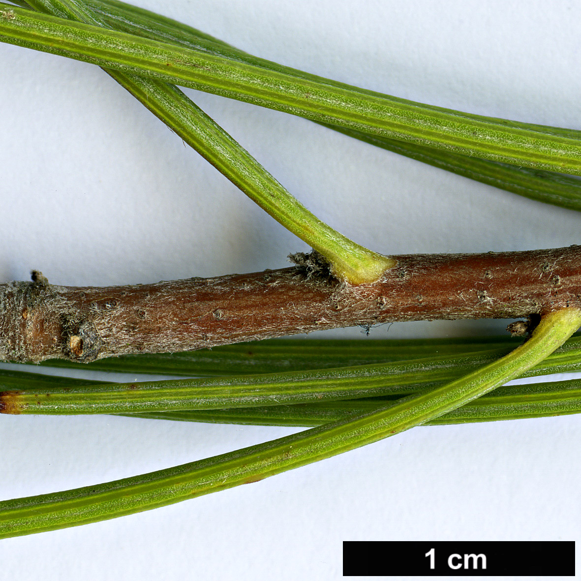 High resolution image: Family: Proteaceae - Genus: Hakea - Taxon: scoparia