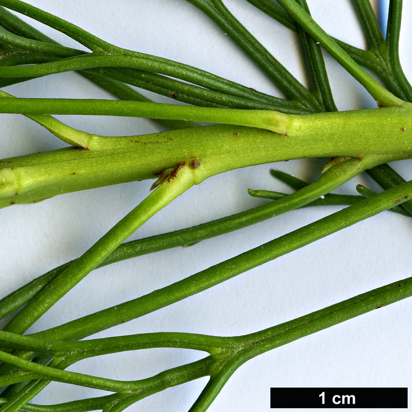 High resolution image: Family: Proteaceae - Genus: Isopogon - Taxon: anethifolius