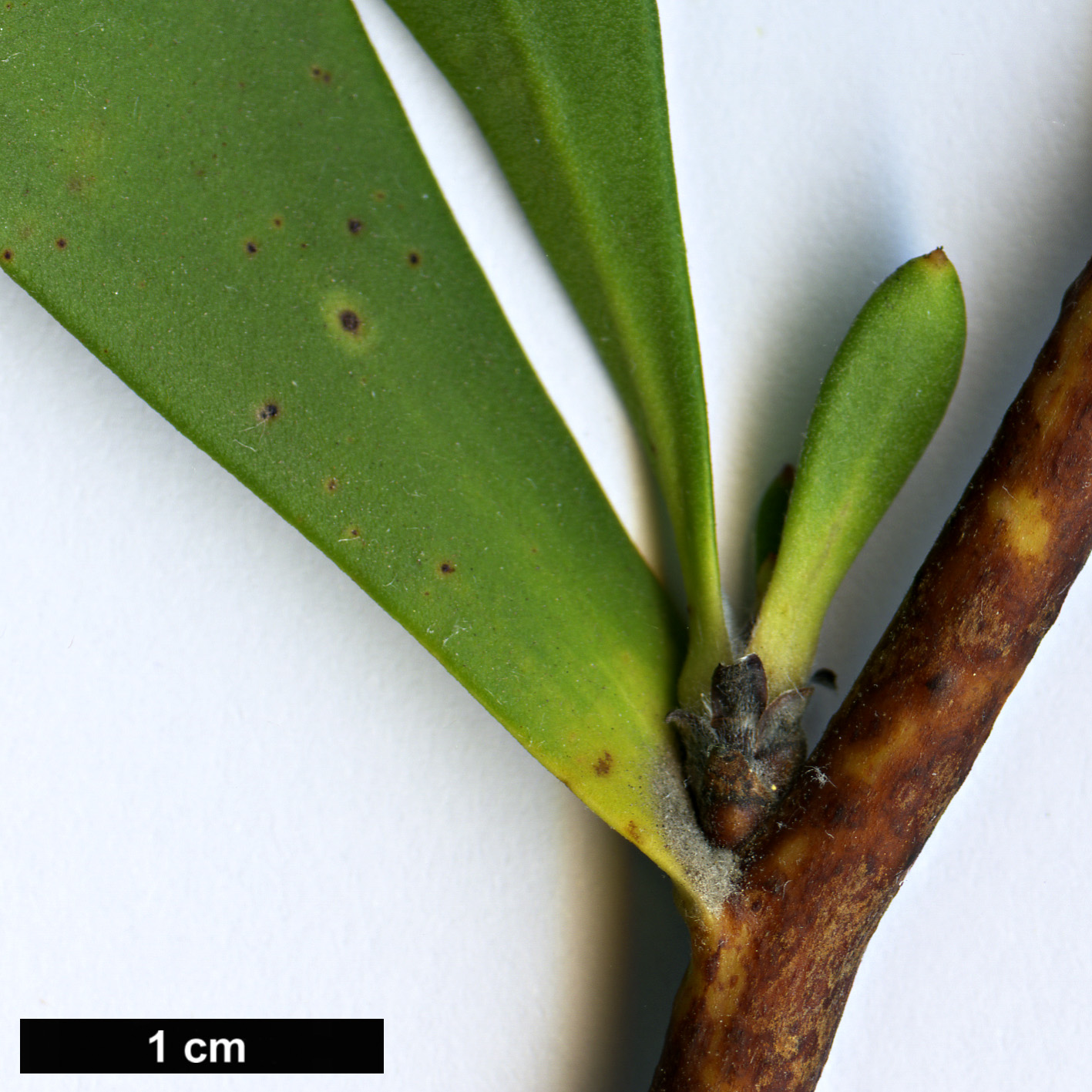 High resolution image: Family: Proteaceae - Genus: Isopogon - Taxon: cuneatus
