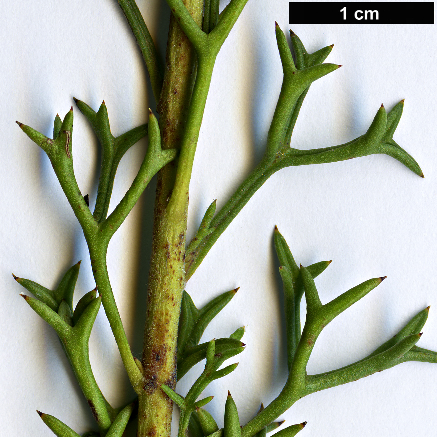 High resolution image: Family: Proteaceae - Genus: Isopogon - Taxon: formosus