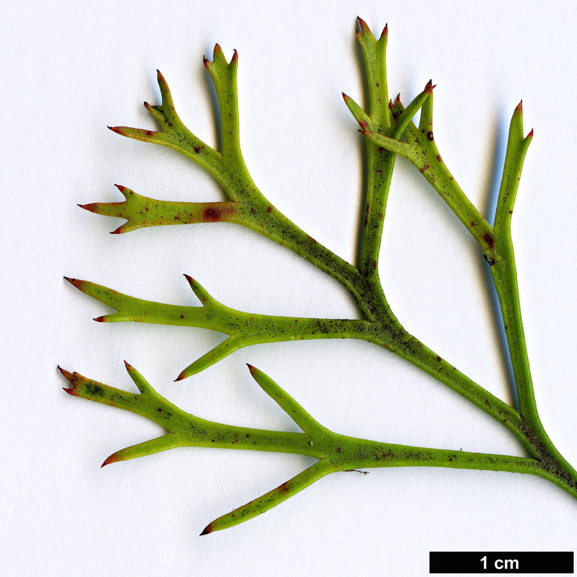 High resolution image: Family: Proteaceae - Genus: Isopogon - Taxon: mnoraifolius