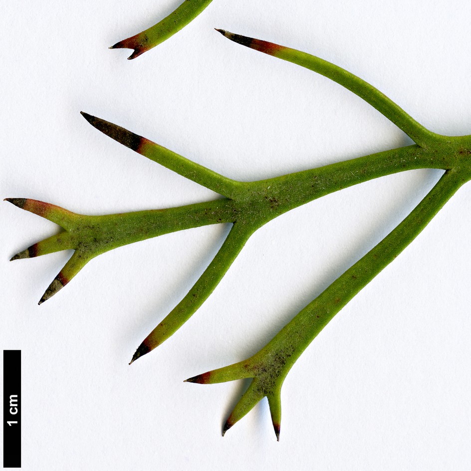 High resolution image: Family: Proteaceae - Genus: Isopogon - Taxon: mnoraifolius