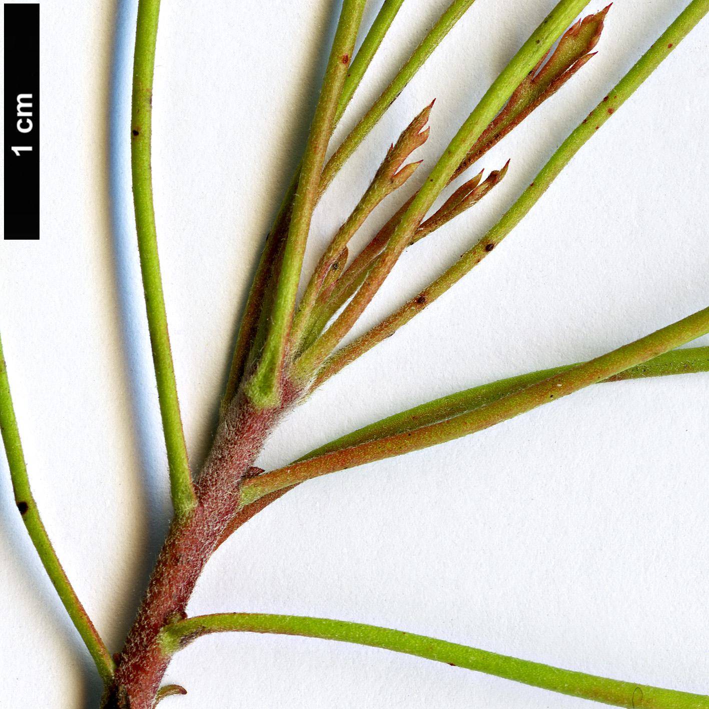 High resolution image: Family: Proteaceae - Genus: Isopogon - Taxon: mnoraifolius