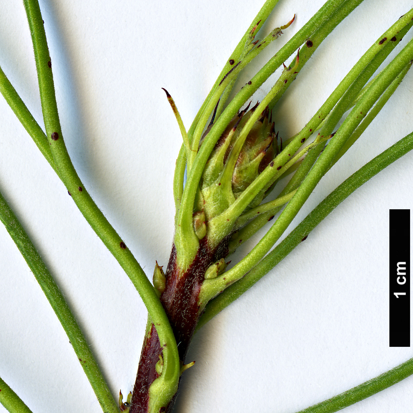 High resolution image: Family: Proteaceae - Genus: Isopogon - Taxon: petiolaris High resolution image: Family: Proteaceae - Genus: Isopogon - Taxon: petiolaris