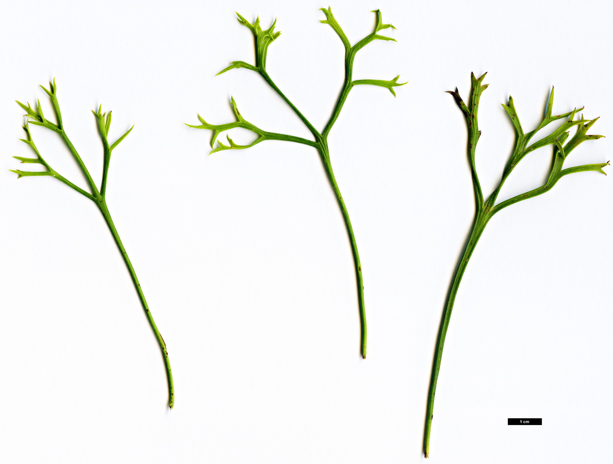 High resolution image: Family: Proteaceae - Genus: Isopogon - Taxon: petiolaris High resolution image: Family: Proteaceae - Genus: Isopogon - Taxon: petiolaris