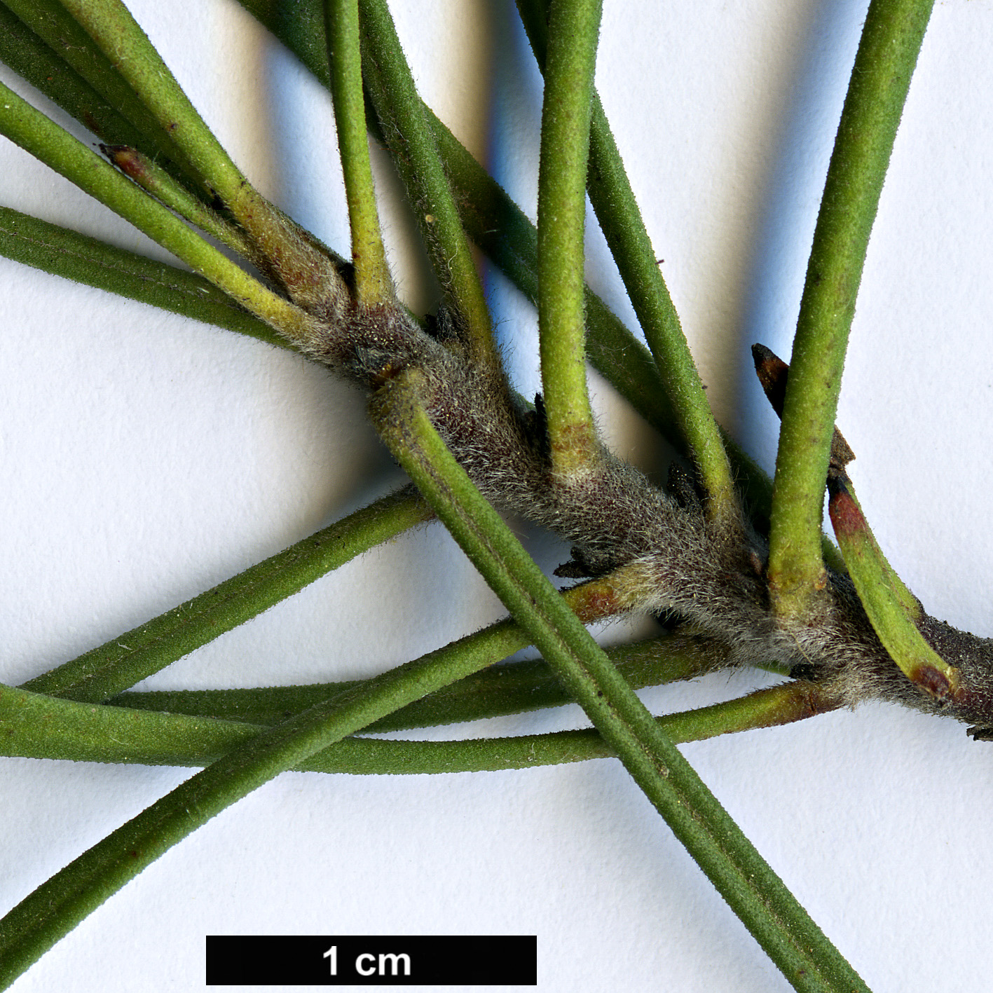 High resolution image: Family: Proteaceae - Genus: Isopogon - Taxon: scabriusculus