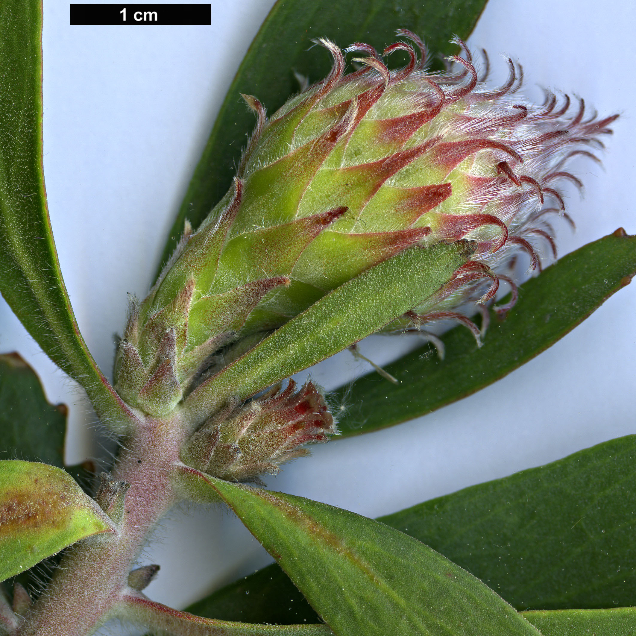 High resolution image: Family: Proteaceae - Genus: Leucospermum - Taxon: glabrum