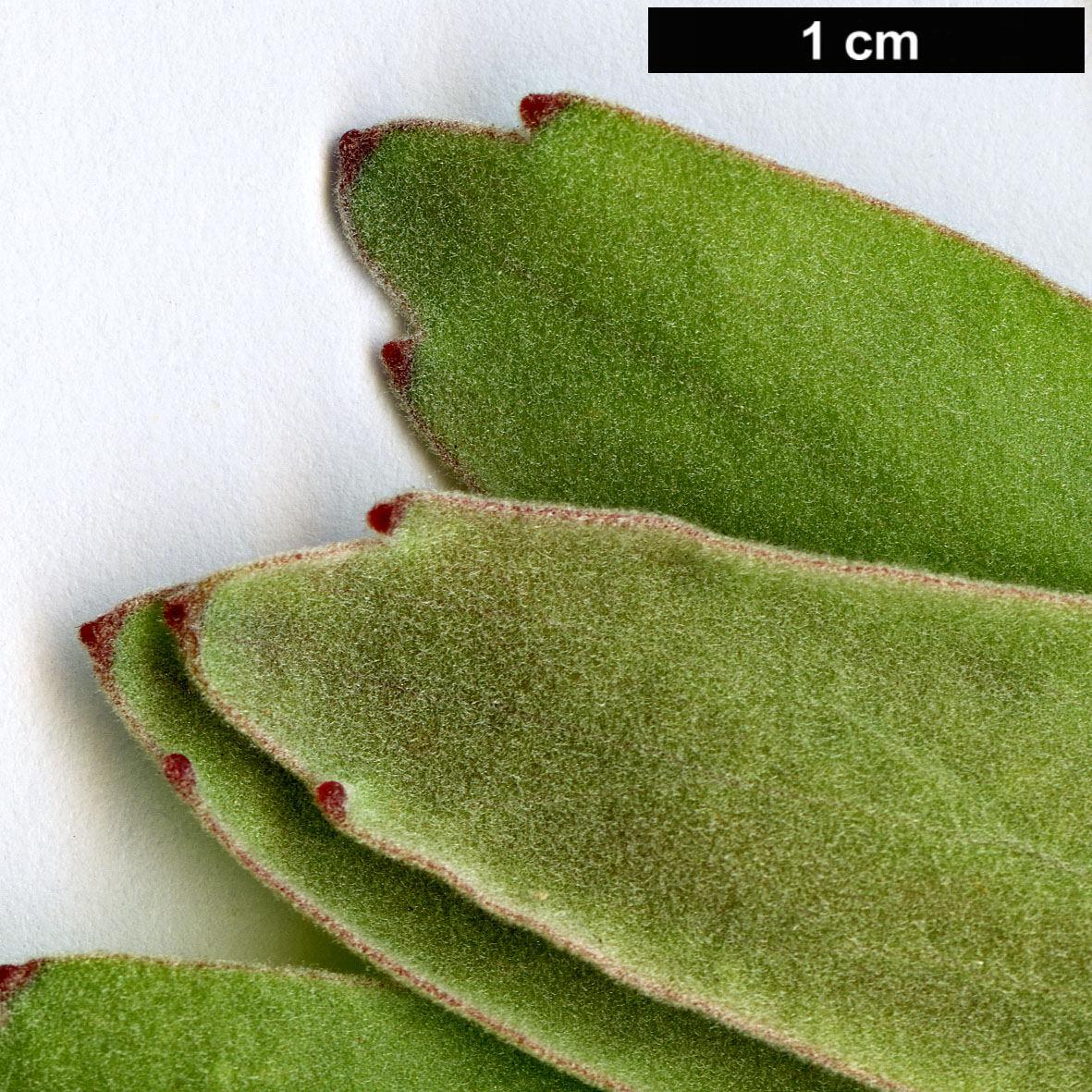High resolution image: Family: Proteaceae - Genus: Leucospermum - Taxon: grandiflorum High resolution image: Family: Proteaceae - Genus: Leucospermum - Taxon: grandiflorum