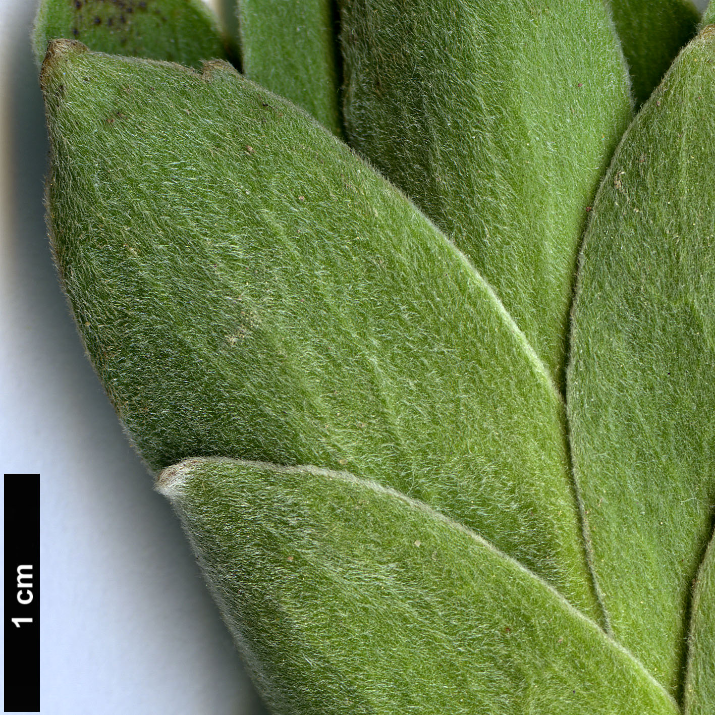 High resolution image: Family: Proteaceae - Genus: Leucospermum - Taxon: oleifolium