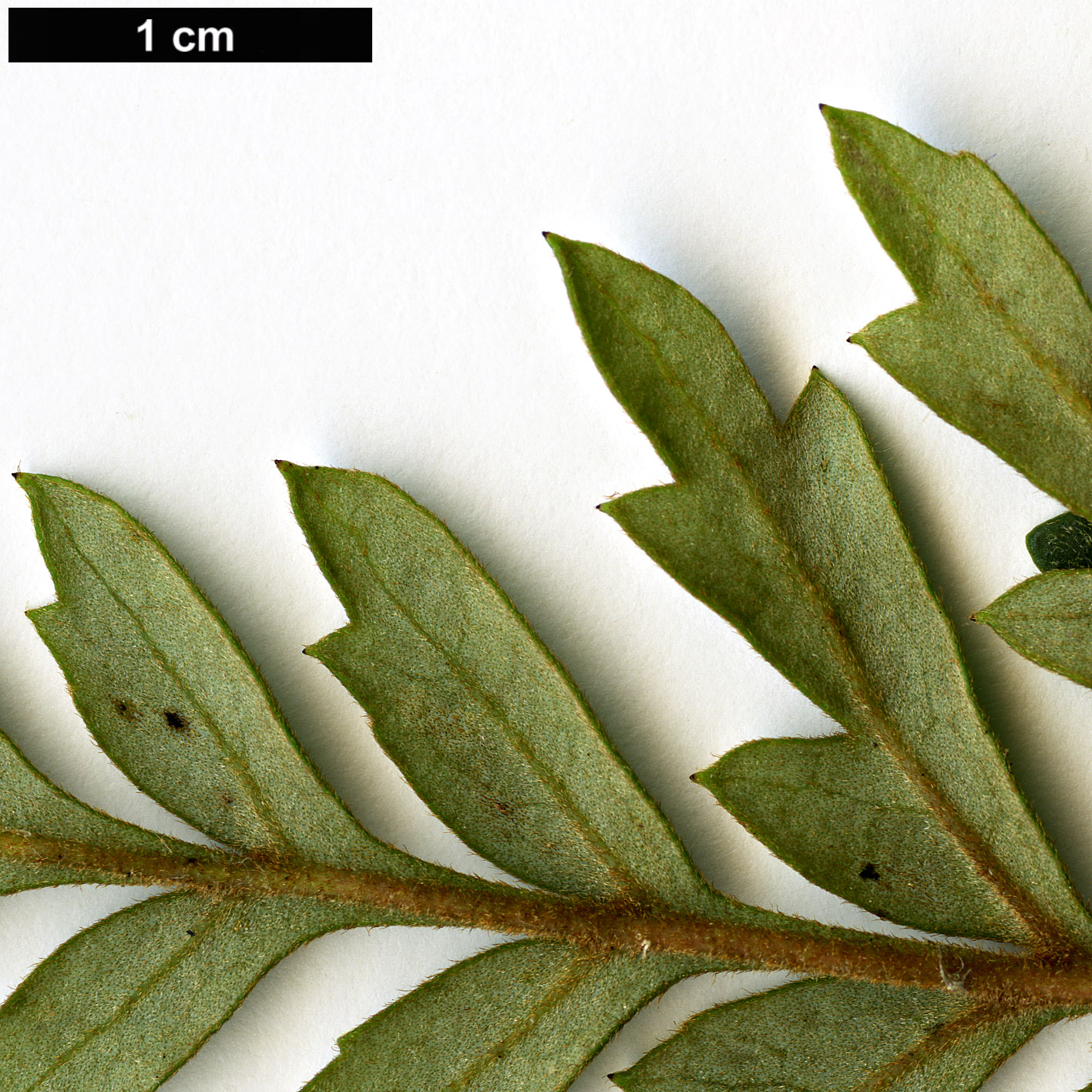 High resolution image: Family: Proteaceae - Genus: Lomatia - Taxon: ferruginea