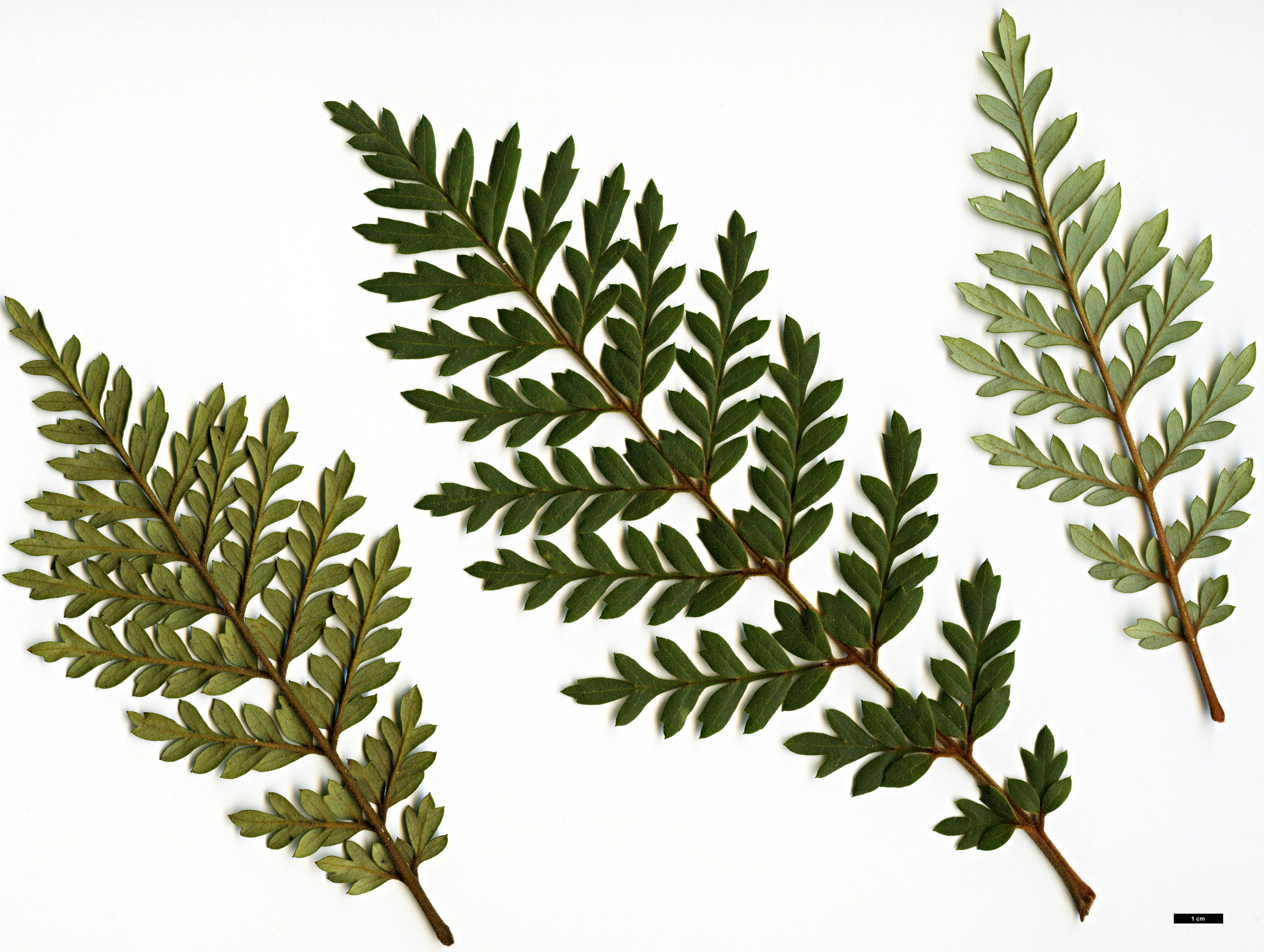 High resolution image: Family: Proteaceae - Genus: Lomatia - Taxon: ferruginea
