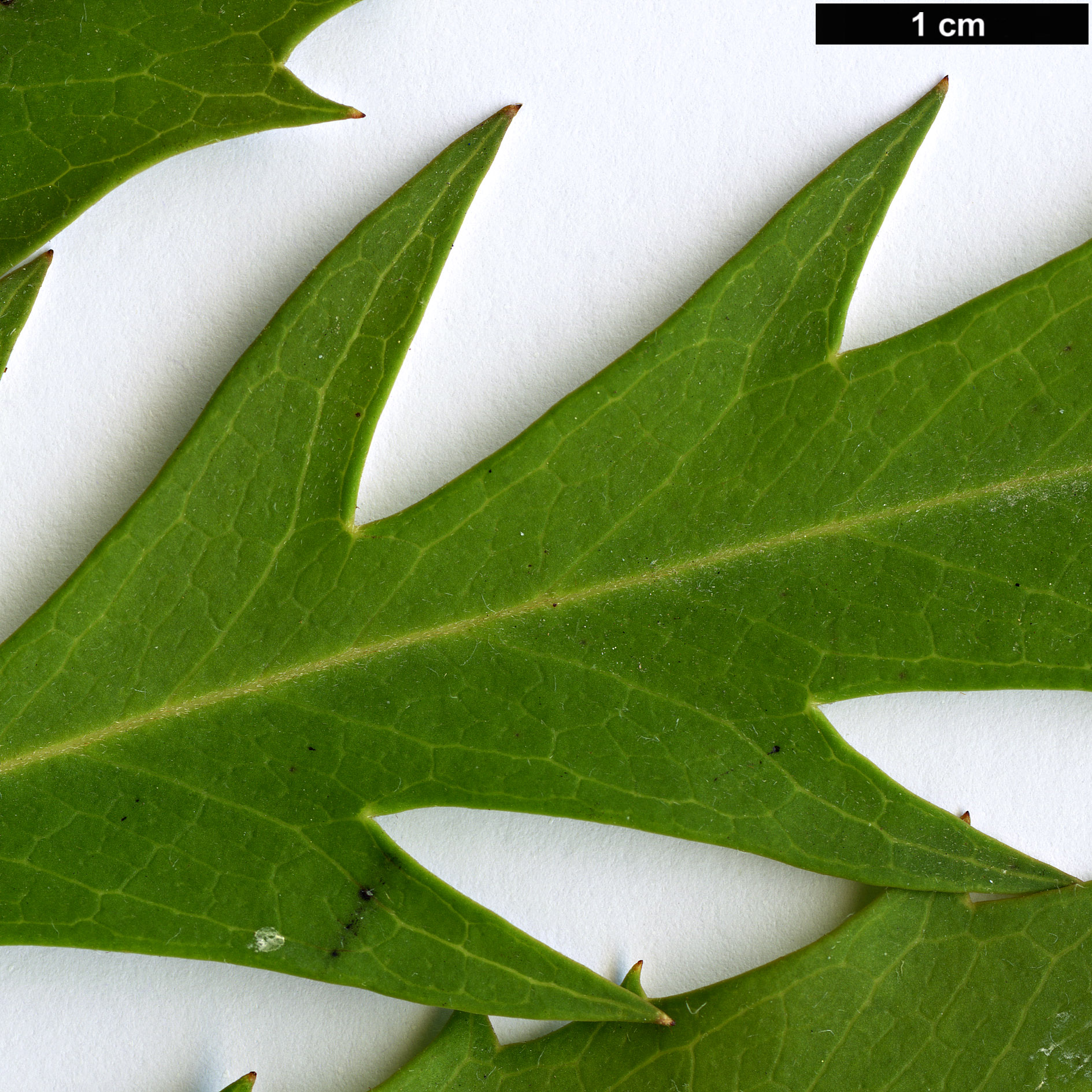 High resolution image: Family: Proteaceae - Genus: Lomatia - Taxon: fraseri