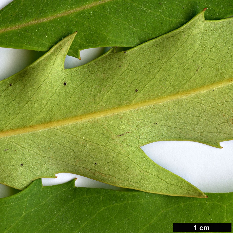 High resolution image: Family: Proteaceae - Genus: Lomatia - Taxon: fraseri