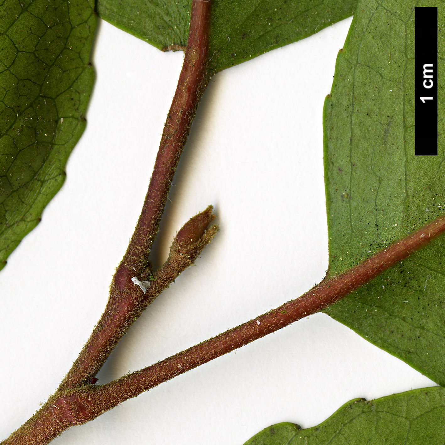 High resolution image: Family: Proteaceae - Genus: Lomatia - Taxon: hirsuta