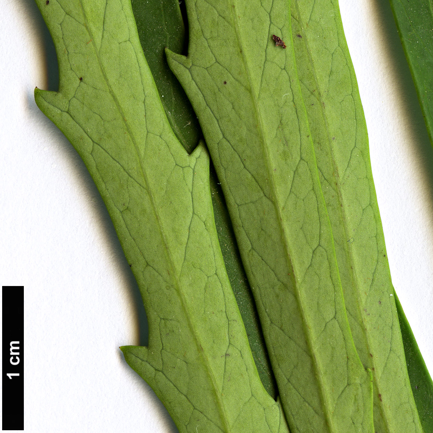 High resolution image: Family: Proteaceae - Genus: Lomatia - Taxon: longifolia