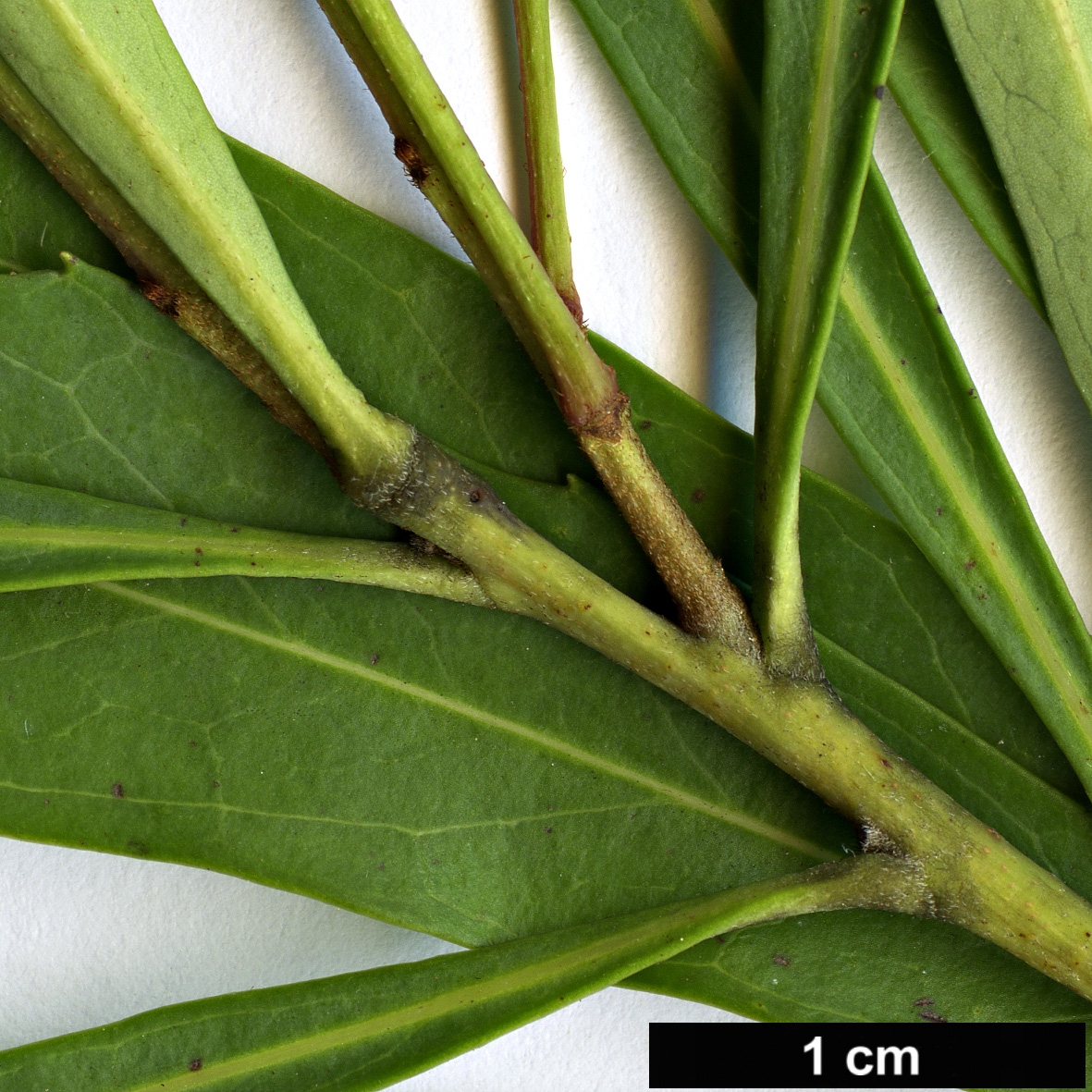 High resolution image: Family: Proteaceae - Genus: Lomatia - Taxon: myricoides High resolution image: Family: Proteaceae - Genus: Lomatia - Taxon: myricoides