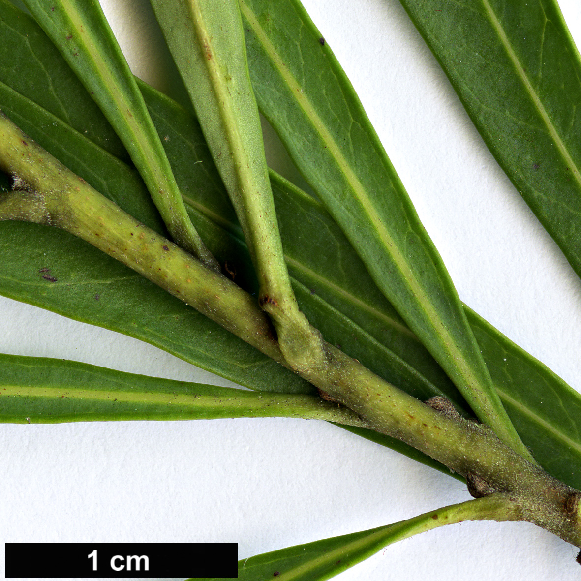 High resolution image: Family: Proteaceae - Genus: Lomatia - Taxon: myricoides High resolution image: Family: Proteaceae - Genus: Lomatia - Taxon: myricoides