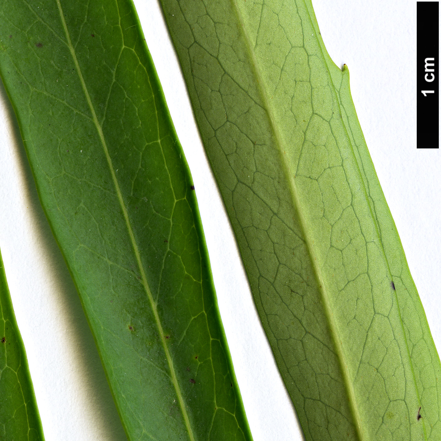 High resolution image: Family: Proteaceae - Genus: Lomatia - Taxon: myricoides High resolution image: Family: Proteaceae - Genus: Lomatia - Taxon: myricoides