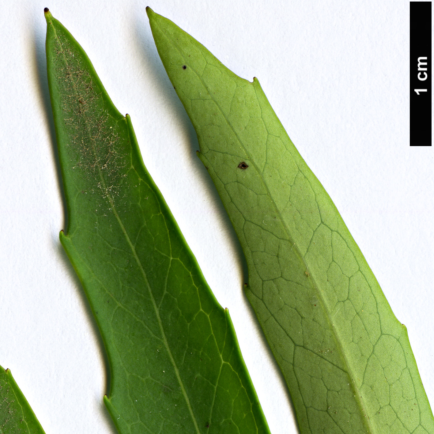 High resolution image: Family: Proteaceae - Genus: Lomatia - Taxon: myricoides High resolution image: Family: Proteaceae - Genus: Lomatia - Taxon: myricoides