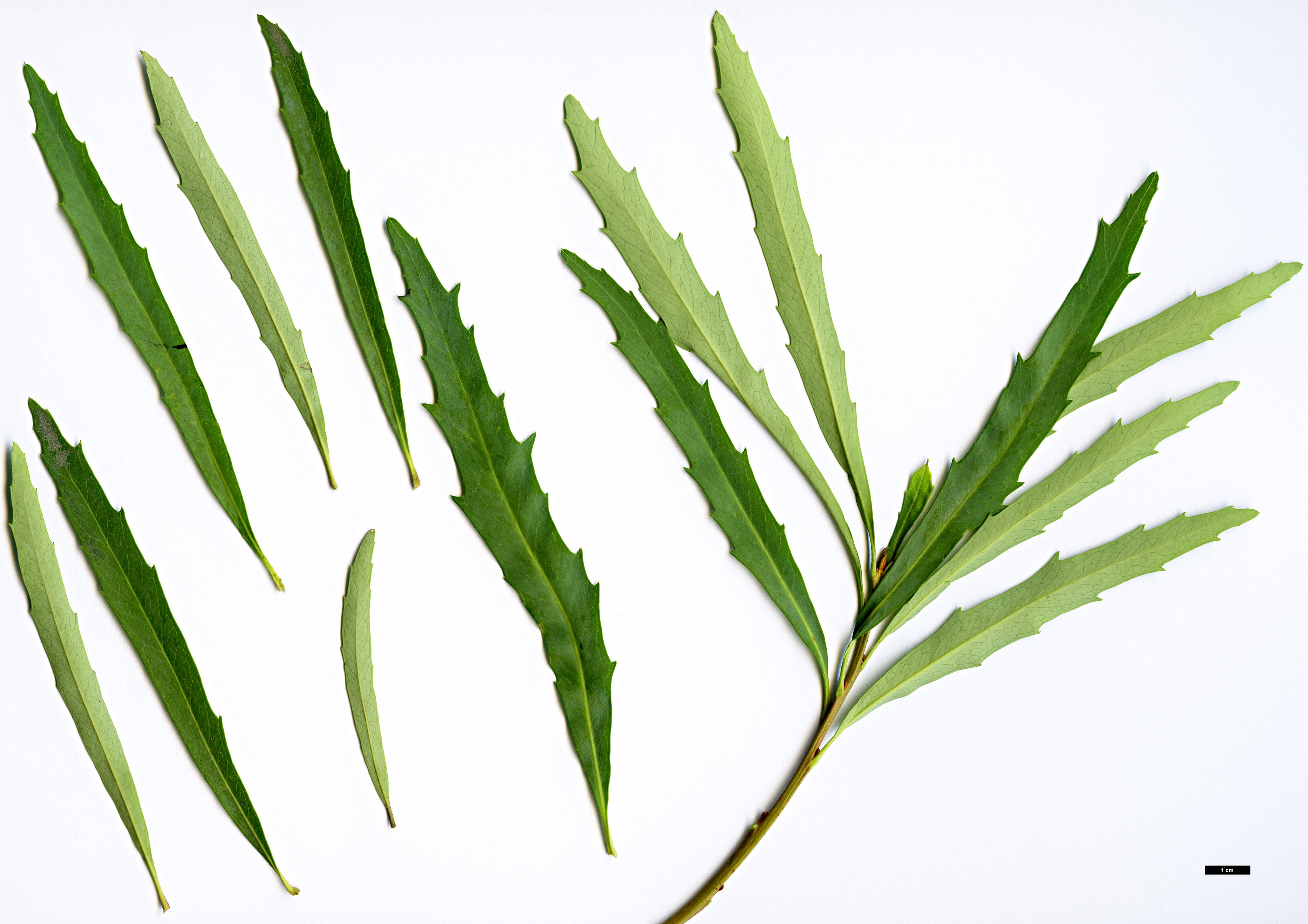 High resolution image: Family: Proteaceae - Genus: Lomatia - Taxon: myricoides High resolution image: Family: Proteaceae - Genus: Lomatia - Taxon: myricoides