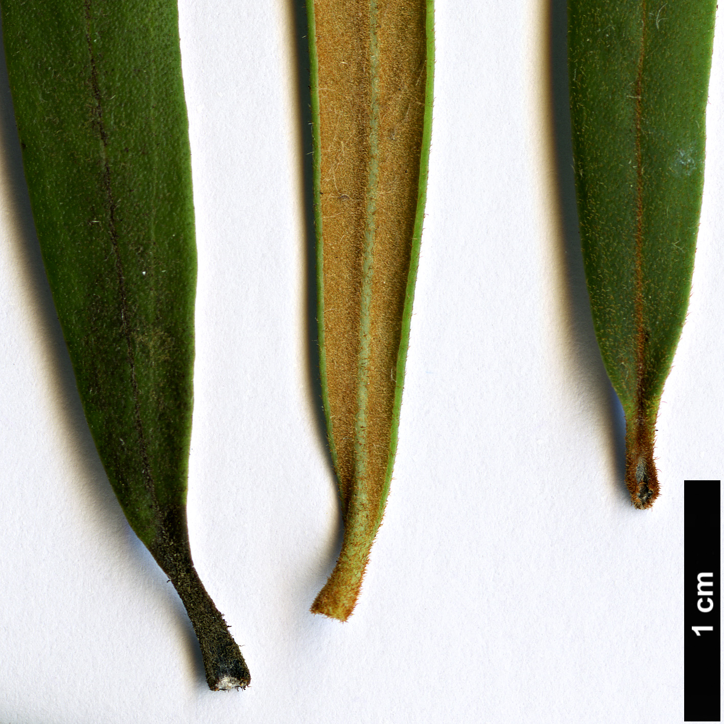 High resolution image: Family: Proteaceae - Genus: Lomatia - Taxon: polymorpha