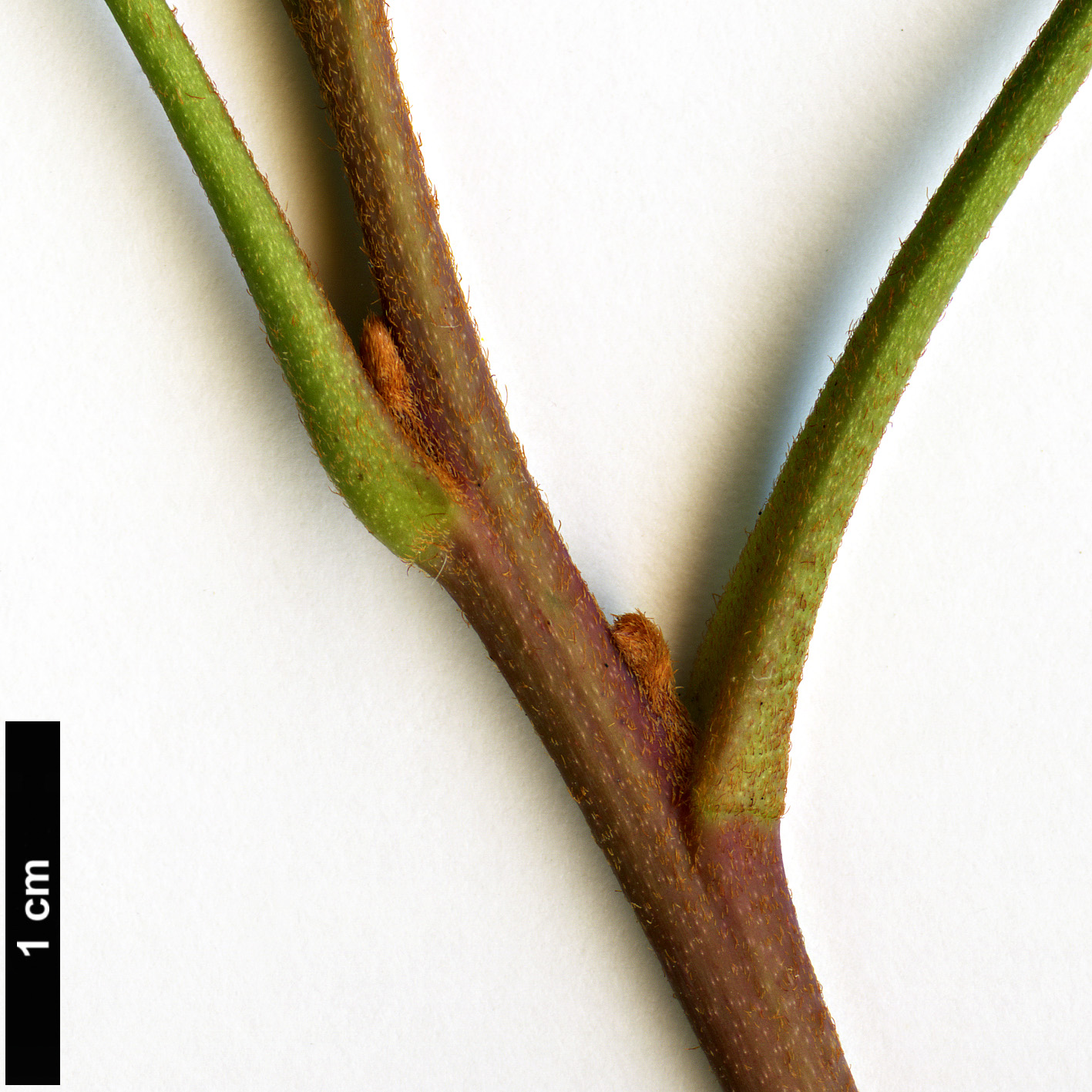 High resolution image: Family: Proteaceae - Genus: Lomatia - Taxon: silaifolia