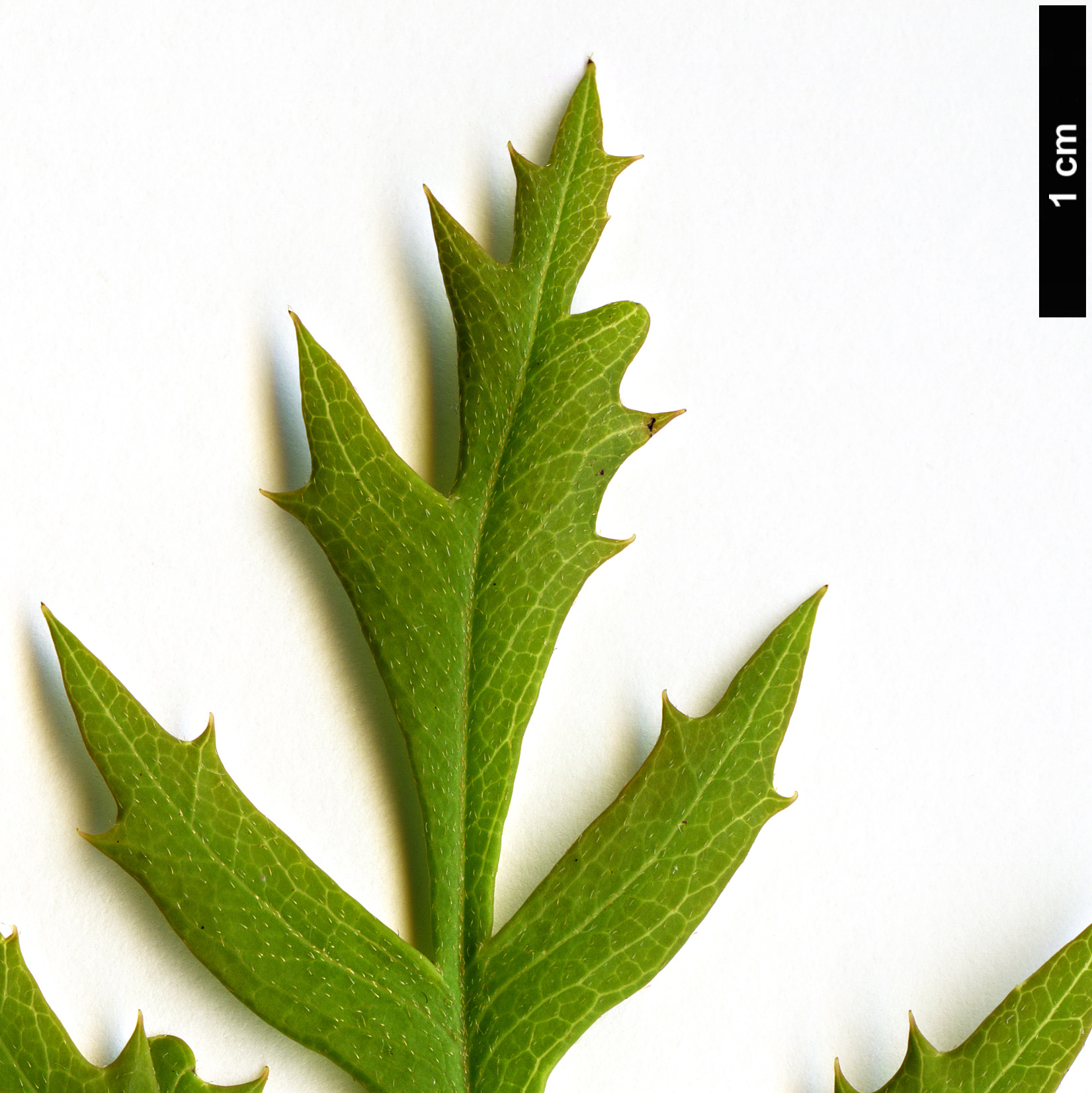 High resolution image: Family: Proteaceae - Genus: Lomatia - Taxon: silaifolia High resolution image: Family: Proteaceae - Genus: Lomatia - Taxon: silaifolia