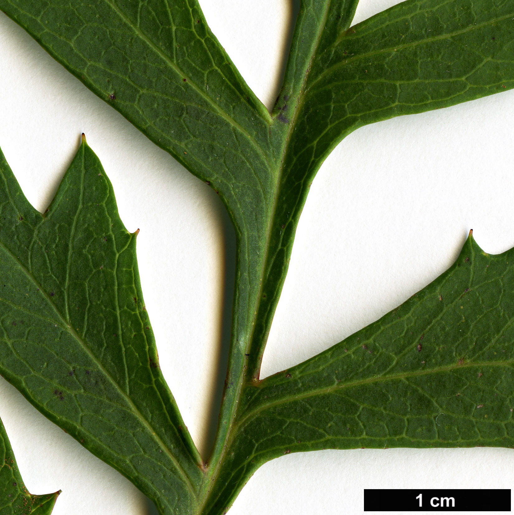 High resolution image: Family: Proteaceae - Genus: Lomatia - Taxon: silaifolia