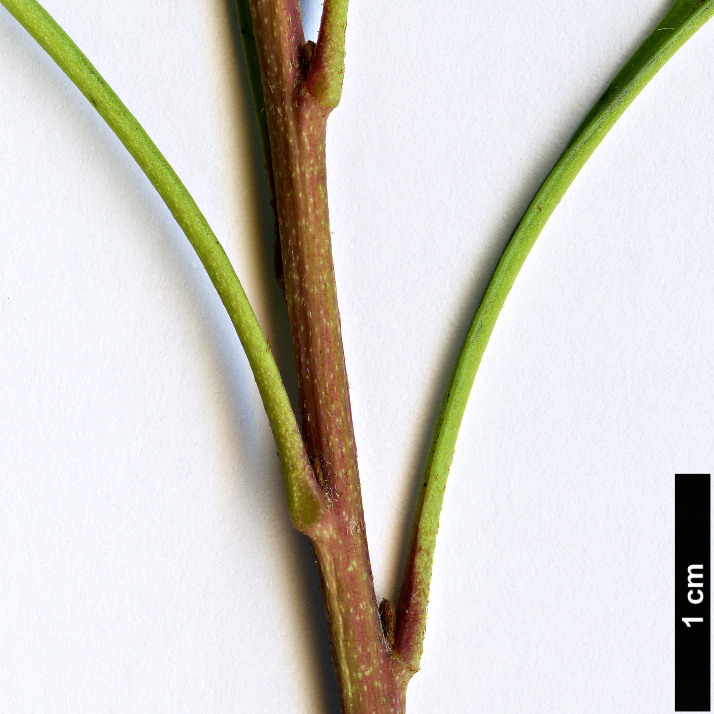 High resolution image: Family: Proteaceae - Genus: Lomatia - Taxon: tinctoria