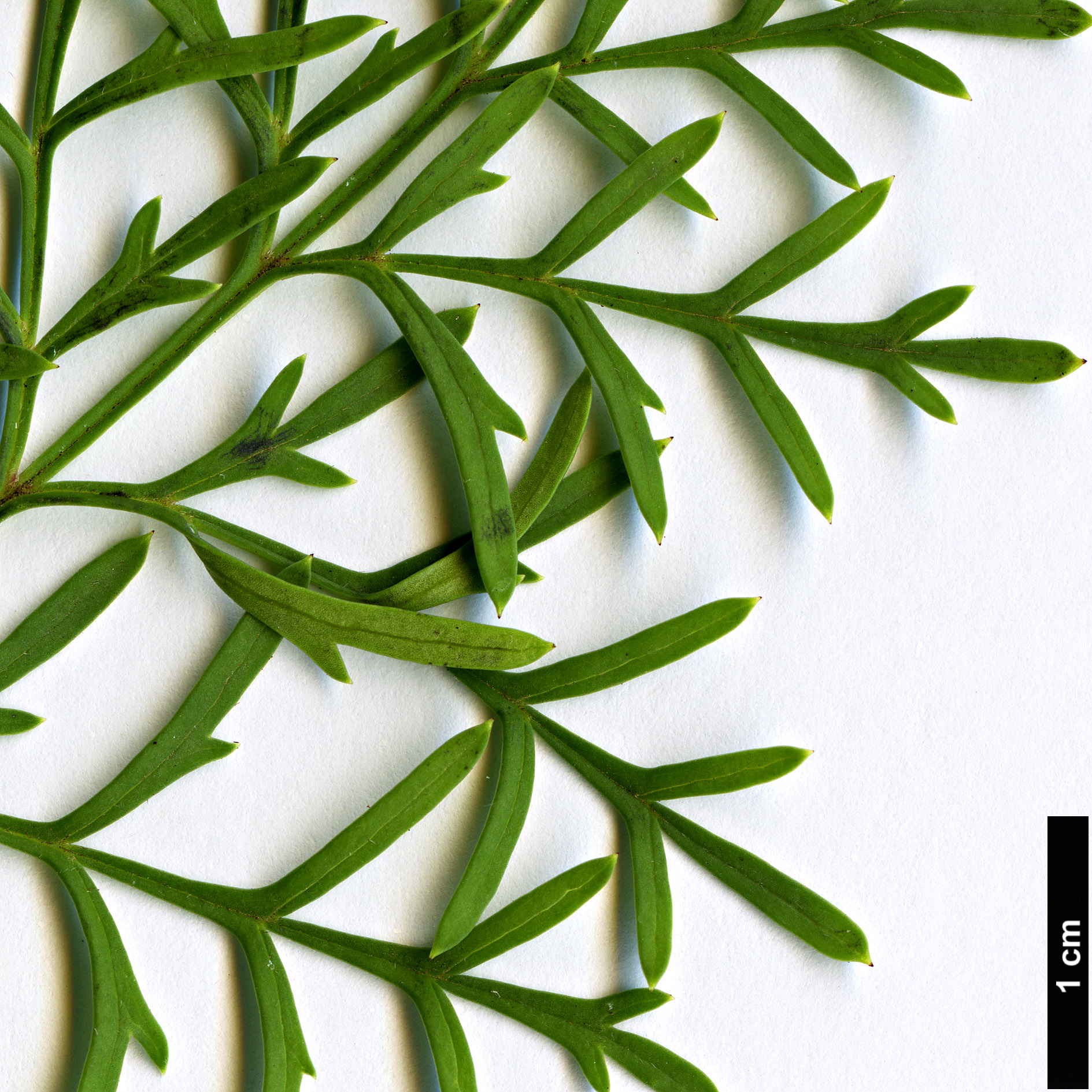 High resolution image: Family: Proteaceae - Genus: Lomatia - Taxon: tinctoria High resolution image: Family: Proteaceae - Genus: Lomatia - Taxon: tinctoria