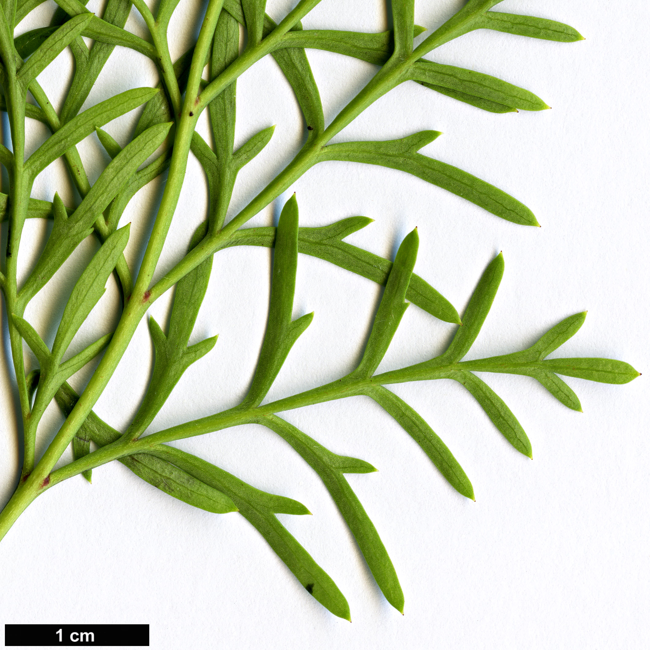 High resolution image: Family: Proteaceae - Genus: Lomatia - Taxon: tinctoria High resolution image: Family: Proteaceae - Genus: Lomatia - Taxon: tinctoria