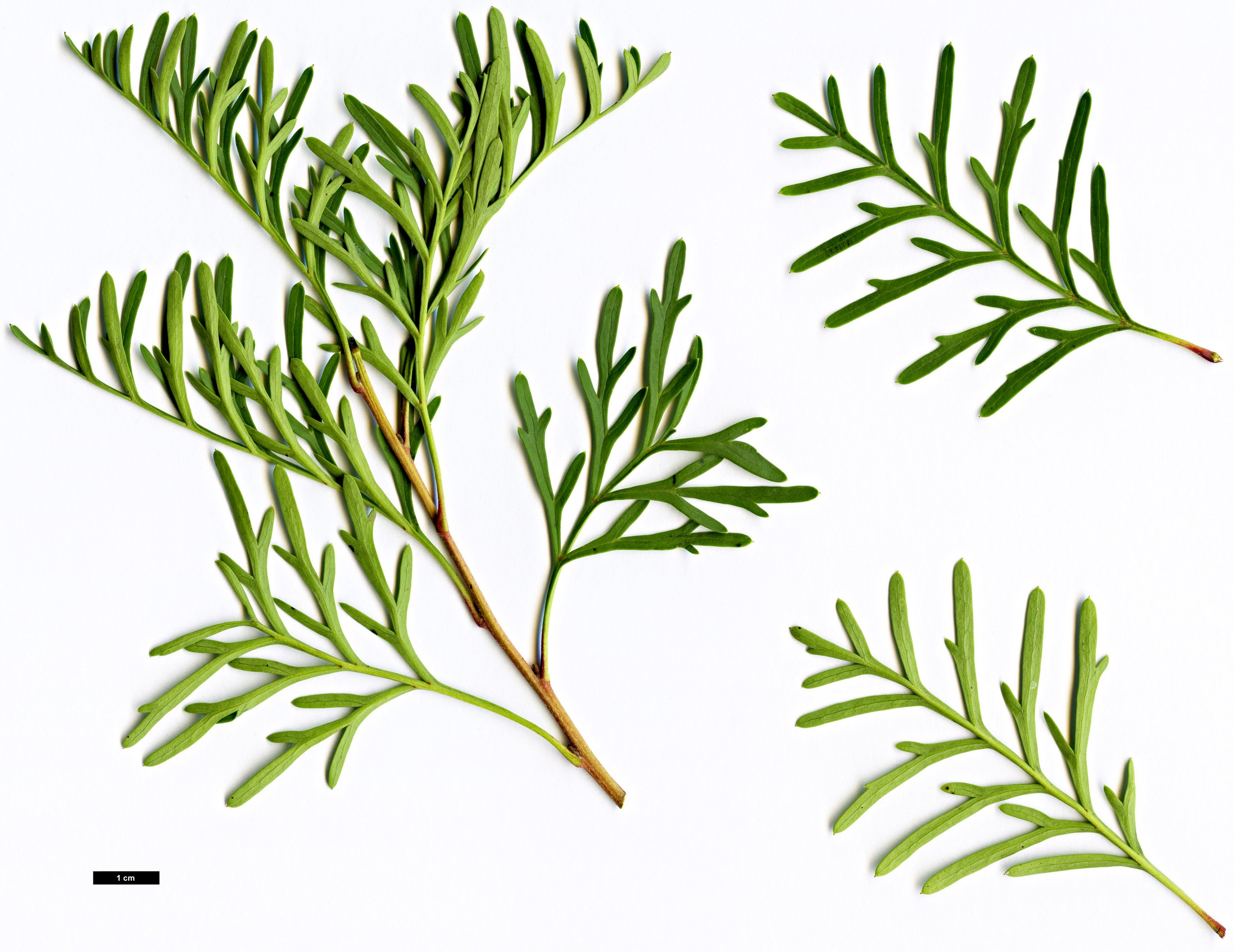 High resolution image: Family: Proteaceae - Genus: Lomatia - Taxon: tinctoria High resolution image: Family: Proteaceae - Genus: Lomatia - Taxon: tinctoria