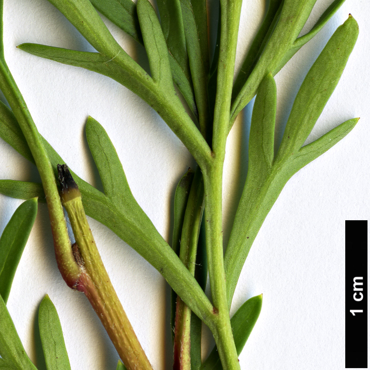 High resolution image: Family: Proteaceae - Genus: Lomatia - Taxon: tinctoria High resolution image: Family: Proteaceae - Genus: Lomatia - Taxon: tinctoria