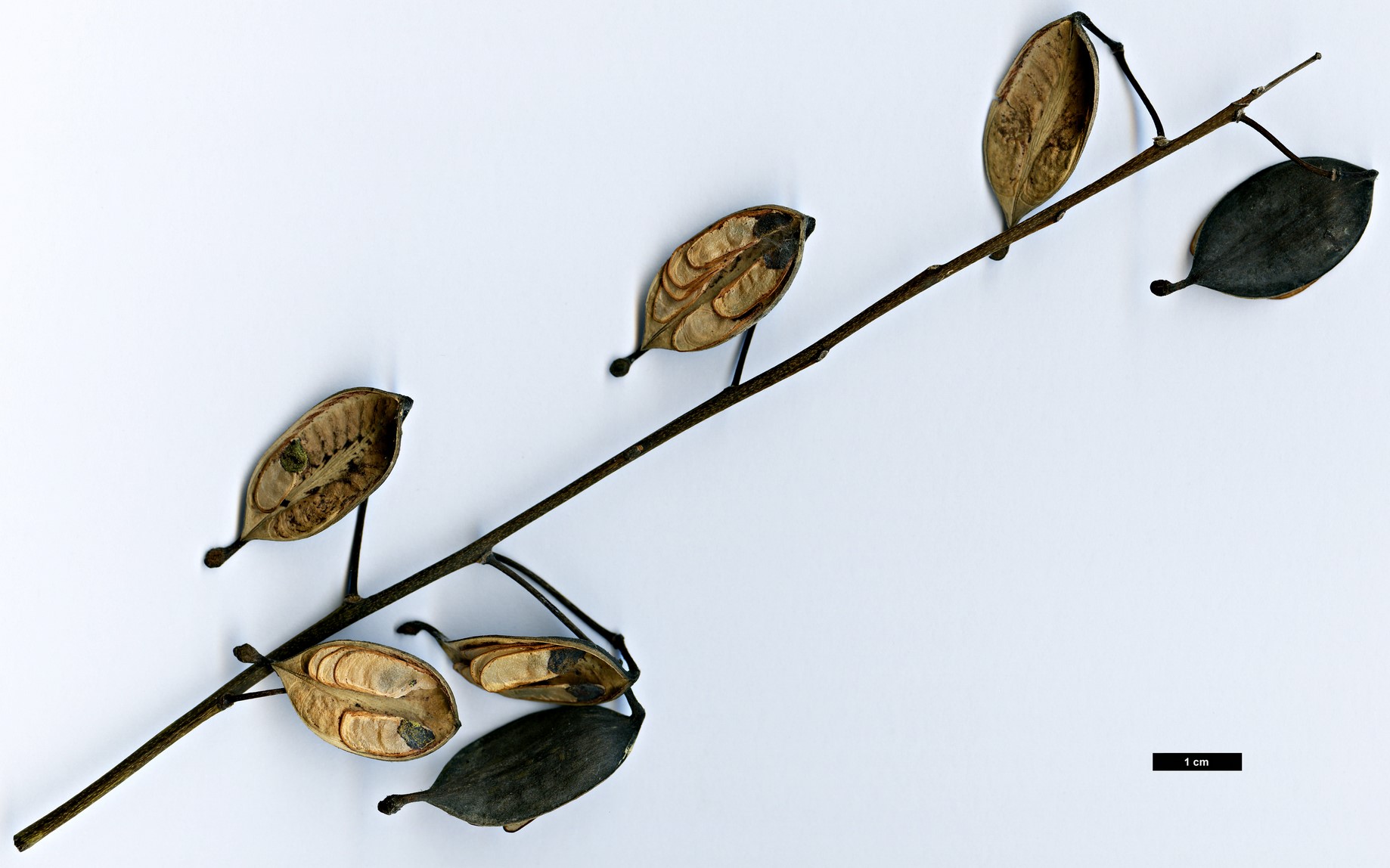 High resolution image: Family: Proteaceae - Genus: Lomatia - Taxon: tinctoria High resolution image: Family: Proteaceae - Genus: Lomatia - Taxon: tinctoria